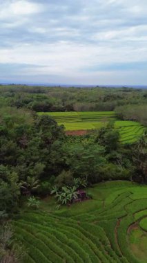 Endonezya 'nın harika gündoğumu manzarası. Parlak gökyüzü ile doğa vadisi ormanı.