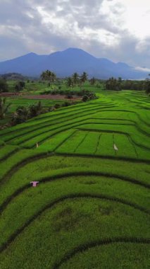 Endonezya 'nın harika gündoğumu manzarası. Parlak gökyüzü ile doğa vadisi ormanı.