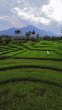 Endonezya 'nın harika gündoğumu manzarası. Parlak gökyüzü ile doğa vadisi ormanı.