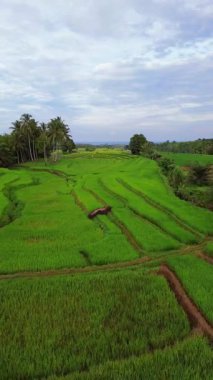 Endonezya 'nın harika gündoğumu manzarası. Parlak gökyüzü ile doğa vadisi ormanı.