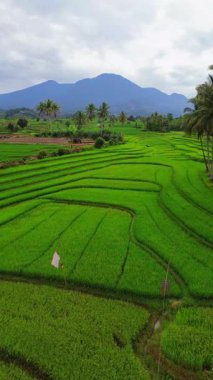 Endonezya 'nın harika gündoğumu manzarası. Parlak gökyüzü ile doğa vadisi ormanı.