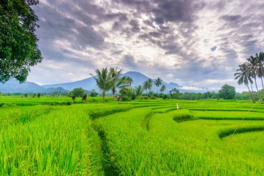 Endonezya 'nın harika gündoğumu manzarası. Parlak gökyüzü ile doğa vadisi ormanı.