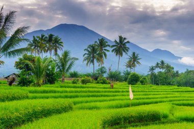 Endonezya 'nın harika gündoğumu manzarası. Parlak gökyüzü ile doğa vadisi ormanı.