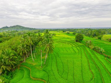 Endonezya 'nın harika gündoğumu manzarası. Parlak gökyüzü ile doğa vadisi ormanı.