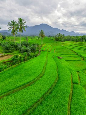 Endonezya 'nın harika gündoğumu manzarası. Parlak gökyüzü ile doğa vadisi ormanı.