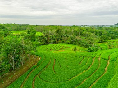 Endonezya 'nın harika gündoğumu manzarası. Parlak gökyüzü ile doğa vadisi ormanı.
