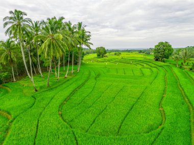 Endonezya 'nın harika gündoğumu manzarası. Parlak gökyüzü ile doğa vadisi ormanı.