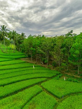 Endonezya 'nın harika gündoğumu manzarası. Parlak gökyüzü ile doğa vadisi ormanı.