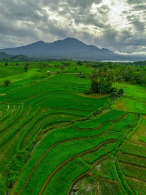 Endonezya 'nın harika gündoğumu manzarası. Parlak gökyüzü ile doğa vadisi ormanı.