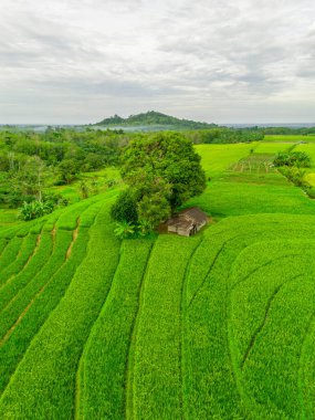 Endonezya 'nın harika gündoğumu manzarası. Parlak gökyüzü ile doğa vadisi ormanı.
