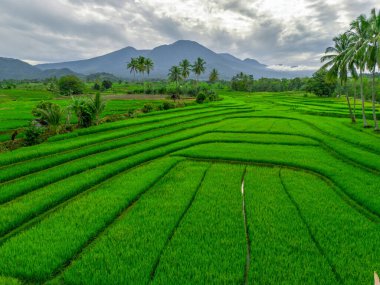 Endonezya 'nın harika gündoğumu manzarası. Parlak gökyüzü ile doğa vadisi ormanı.