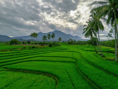 Endonezya 'nın harika gündoğumu manzarası. Parlak gökyüzü ile doğa vadisi ormanı.