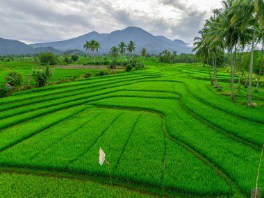 Endonezya 'nın harika gündoğumu manzarası. Parlak gökyüzü ile doğa vadisi ormanı.