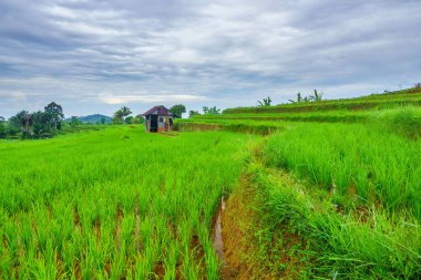 Endonezya 'nın harika gündoğumu manzarası. Parlak gökyüzü ile doğa vadisi ormanı.