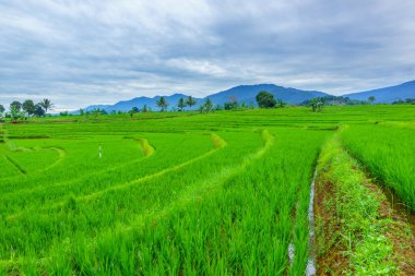 Endonezya 'nın harika gündoğumu manzarası. Parlak gökyüzü ile doğa vadisi ormanı.