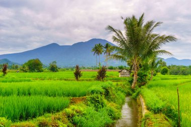 Endonezya 'nın harika gündoğumu manzarası. Parlak gökyüzü ile doğa vadisi ormanı.