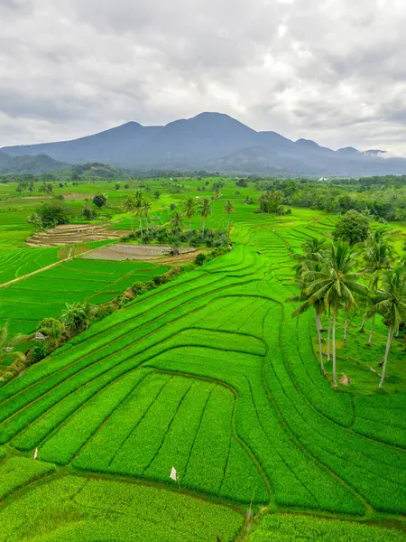 Endonezya 'nın harika gündoğumu manzarası. Parlak gökyüzü ile doğa vadisi ormanı.