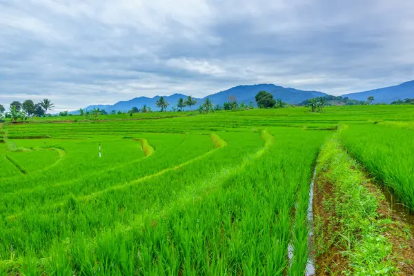 Endonezya 'nın harika gündoğumu manzarası. Parlak gökyüzü ile doğa vadisi ormanı.