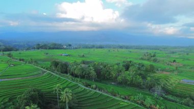 Endonezya 'nın harika gündoğumu manzarası. Parlak gökyüzü ile doğa vadisi ormanı.