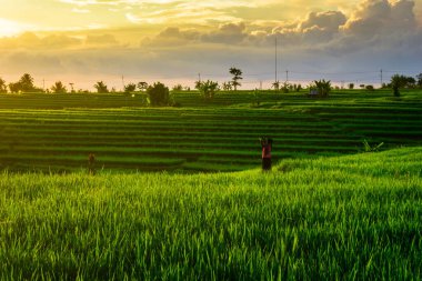 Endonezya 'nın harika gündoğumu manzarası. Parlak gökyüzü ile doğa vadisi ormanı.