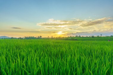 Endonezya 'nın harika gündoğumu manzarası. Parlak gökyüzü ile doğa vadisi ormanı.