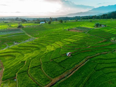 Endonezya 'nın harika gündoğumu manzarası. Parlak gökyüzü ile doğa vadisi ormanı.
