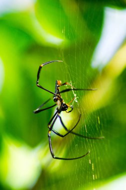 Keskin odaklı güzel makro böcek fotoğrafçılığı