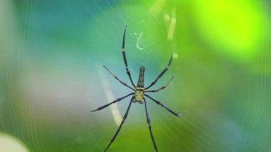 Endonezya 'nın harika gündoğumu manzarası. Parlak gökyüzü ile doğa vadisi ormanı.