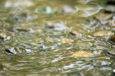 Suyun Soyut Doğası ve Yaprakları Makro Doku