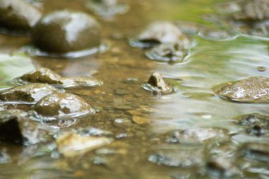 Suyun Soyut Doğası ve Yaprakları Makro Doku