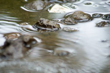 Suyun Soyut Doğası ve Yaprakları Makro Doku