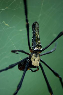Suyun Soyut Doğası ve Yaprakları Makro Doku