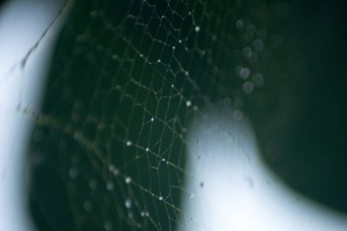 Suyun Soyut Doğası ve Yaprakları Makro Doku