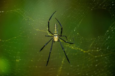 Suyun Soyut Doğası ve Yaprakları Makro Doku