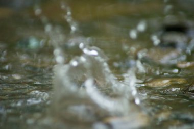 Suyun Soyut Doğası ve Yaprakları Makro Doku