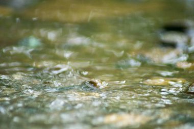 Suyun Soyut Doğası ve Yaprakları Makro Doku