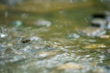 Suyun Soyut Doğası ve Yaprakları Makro Doku