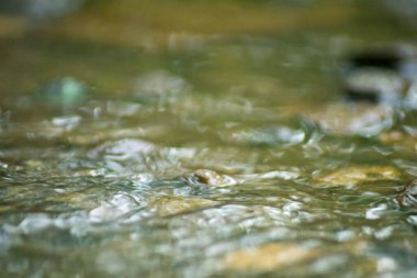 Suyun Soyut Doğası ve Yaprakları Makro Doku