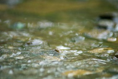 Suyun Soyut Doğası ve Yaprakları Makro Doku
