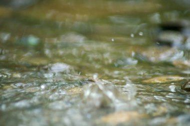 Suyun Soyut Doğası ve Yaprakları Makro Doku
