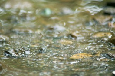 Suyun Soyut Doğası ve Yaprakları Makro Doku