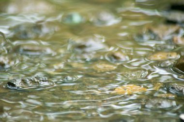Suyun Soyut Doğası ve Yaprakları Makro Doku