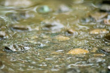 Suyun Soyut Doğası ve Yaprakları Makro Doku
