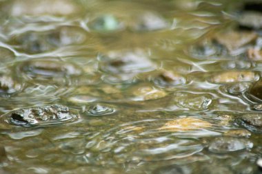 Suyun Soyut Doğası ve Yaprakları Makro Doku