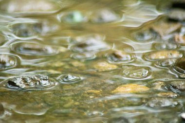 Suyun Soyut Doğası ve Yaprakları Makro Doku