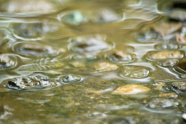 Suyun Soyut Doğası ve Yaprakları Makro Doku