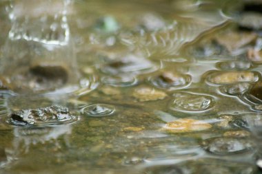 Suyun Soyut Doğası ve Yaprakları Makro Doku