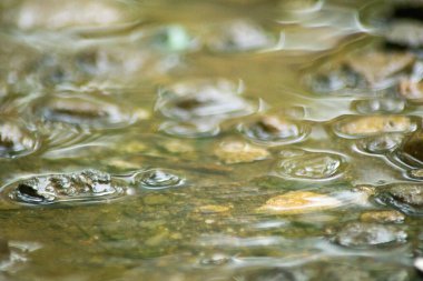 Suyun Soyut Doğası ve Yaprakları Makro Doku