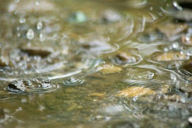 Suyun Soyut Doğası ve Yaprakları Makro Doku