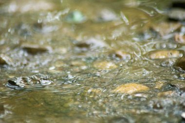 Suyun Soyut Doğası ve Yaprakları Makro Doku